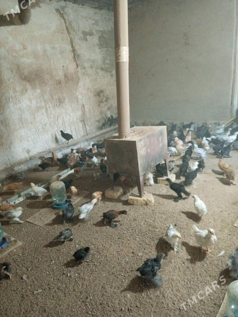 Jüýje - Мургап - img 2