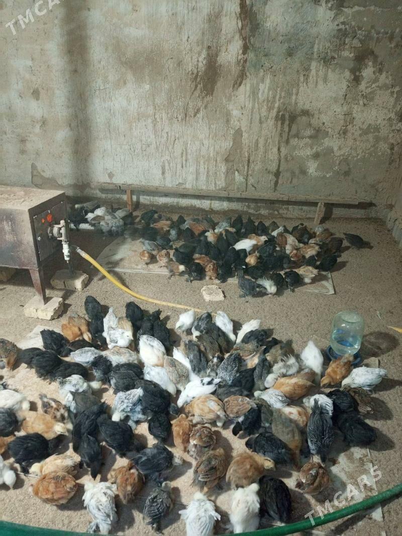 Jüýje - Мургап - img 1