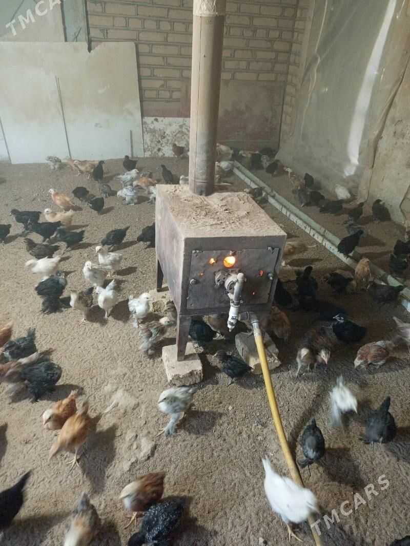 Jüýje - Мургап - img 3