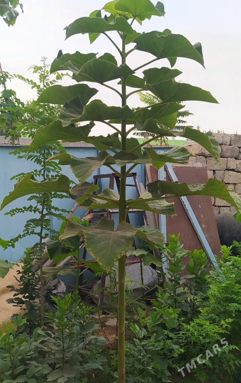 Павловния Pavlovniya - Hitrowka - img 3