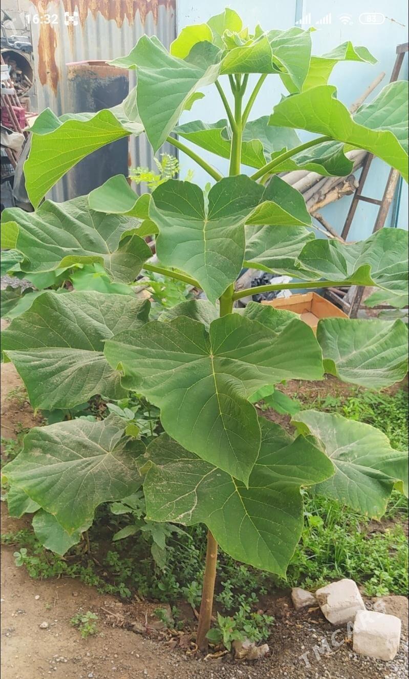 Павловния Pavlovniya - Hitrowka - img 1