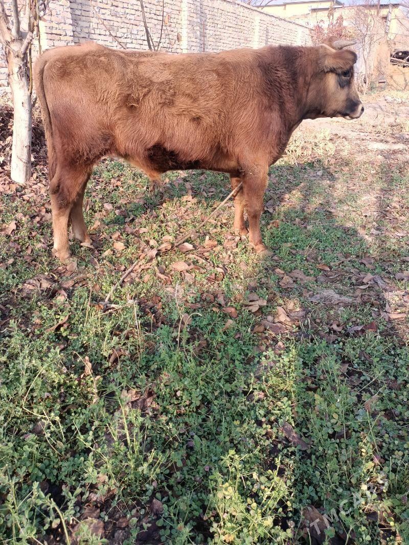 öküz - Чарджоу - img 4