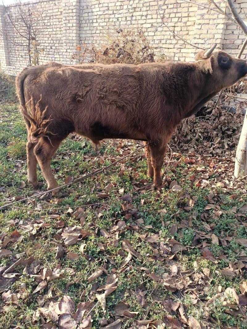 öküz - Чарджоу - img 2