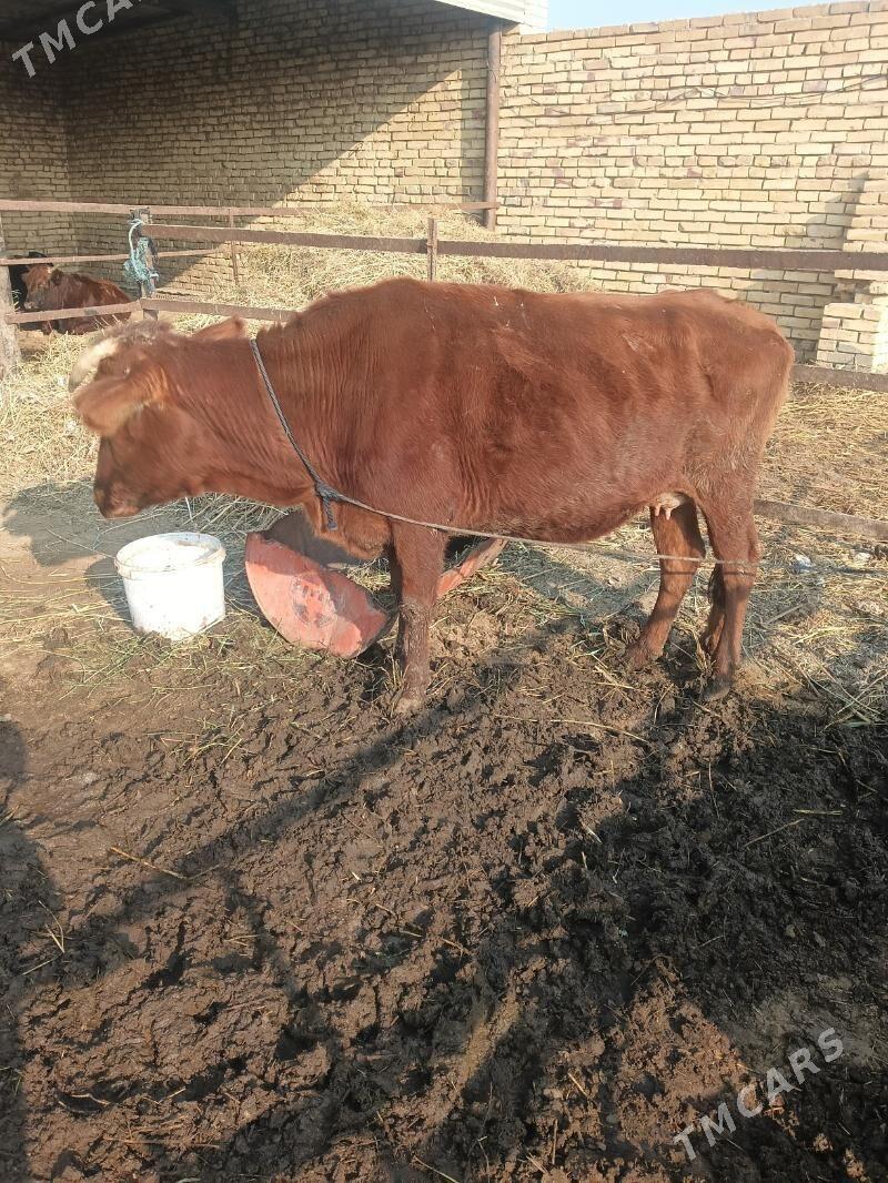 goleli sygyr - Wekilbazar - img 2