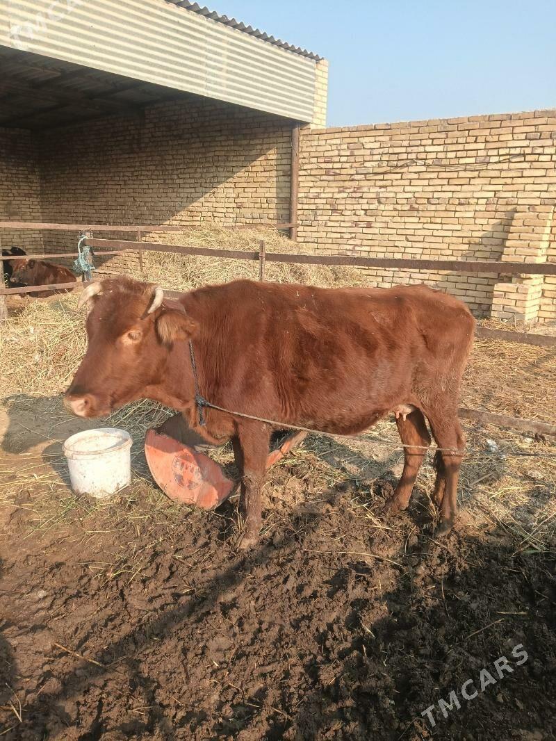 goleli sygyr - Wekilbazar - img 1