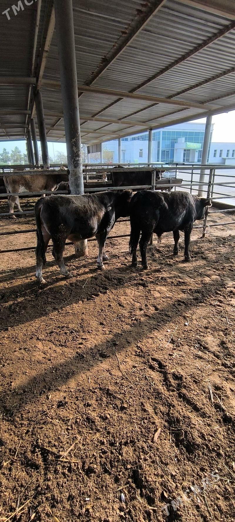 Bakylan Öküz - "Altyn Asyr" Gündogar bazary (Jygyllyk) - img 1