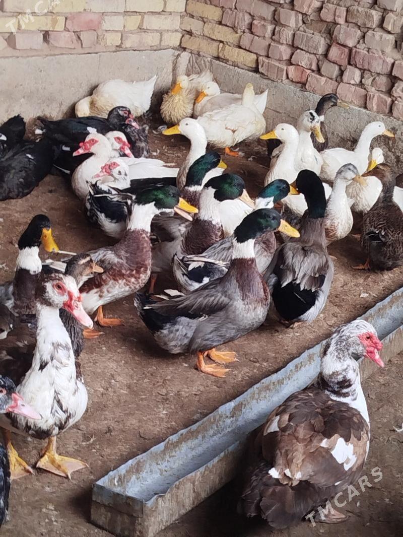 Wak Wak Ŷasylbas - Теджен - img 1