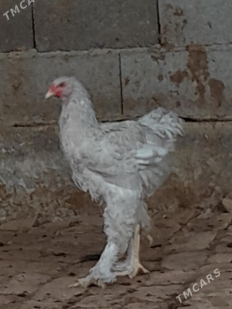 Lawanta horaz yas - Ашхабад - img 1