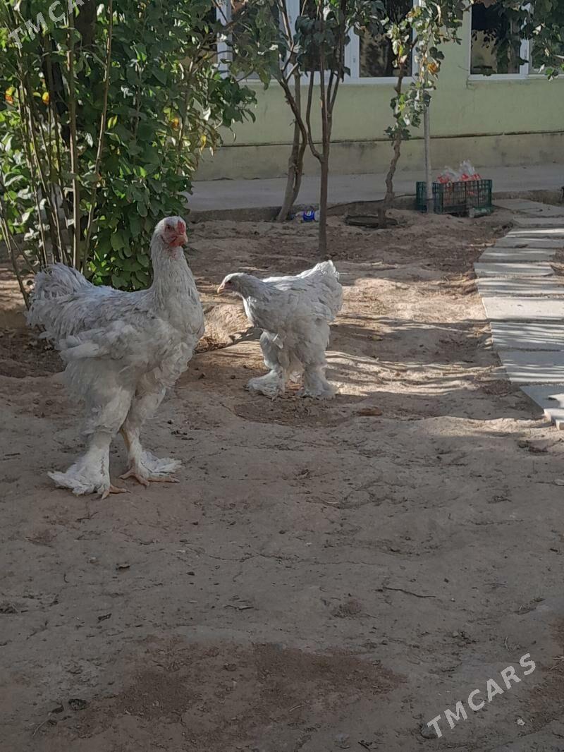 Lawanta horaz yas - Ашхабад - img 2