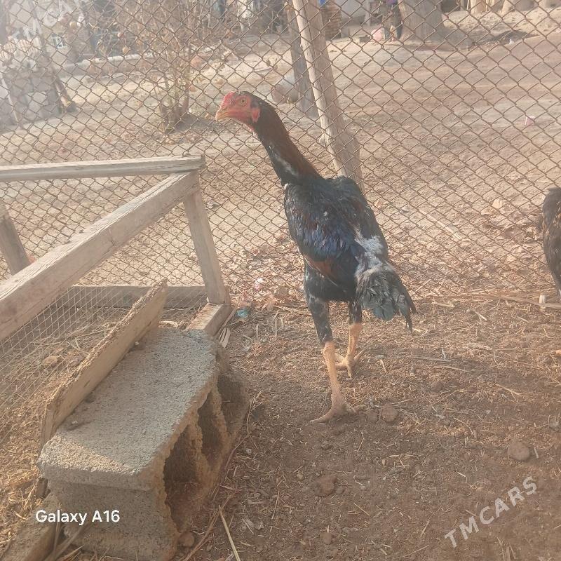 taskent horoz - Ýaşlyk - img 1