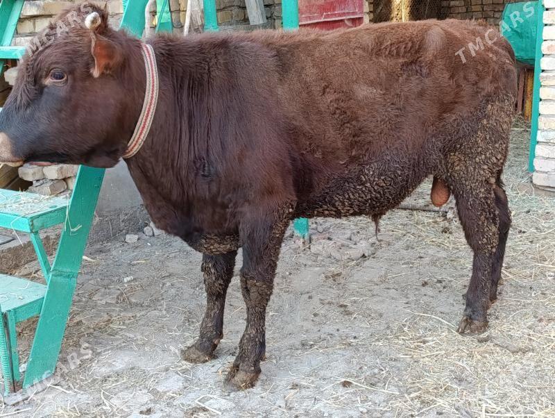 OKUZLER - Türkmenabat - img 2