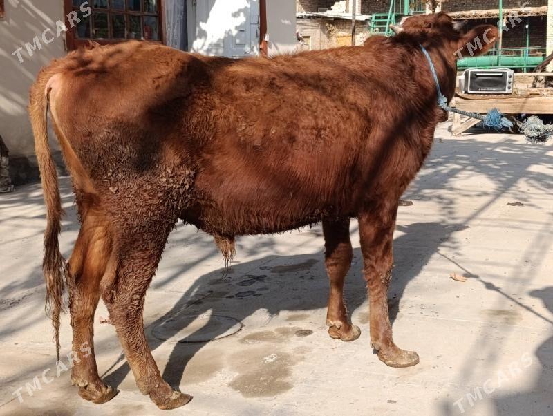 OKUZLER - Türkmenabat - img 6