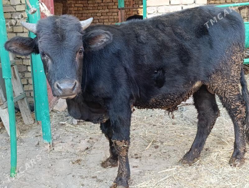 OKUZLER - Türkmenabat - img 10