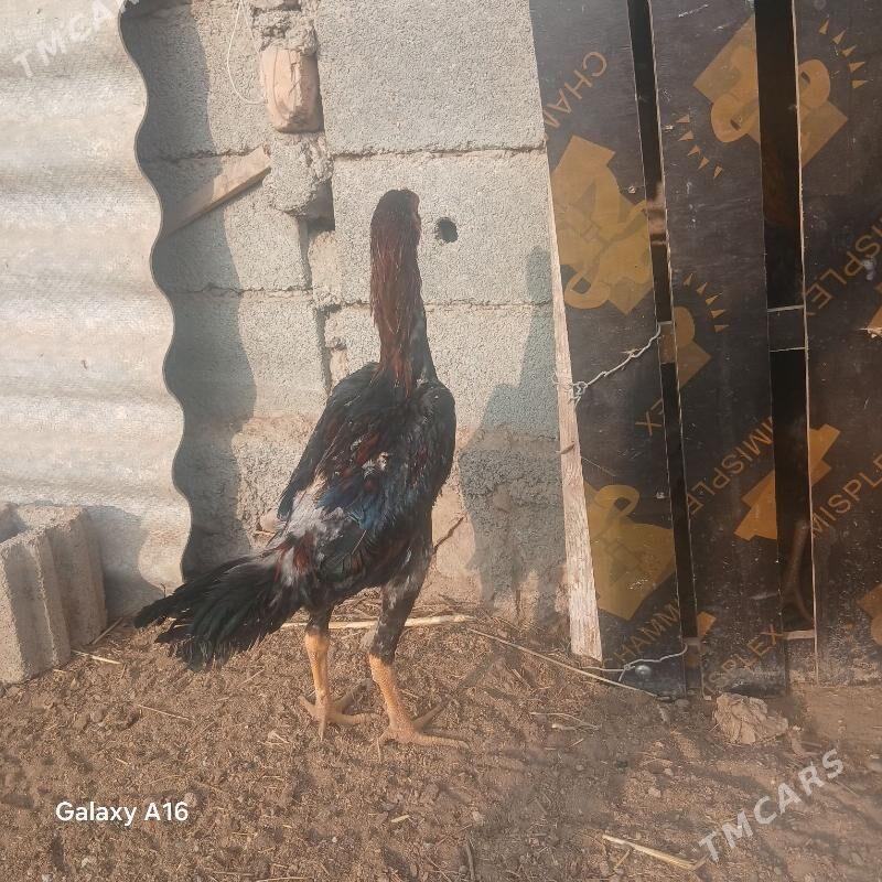 taskent horoz - Ýaşlyk - img 4