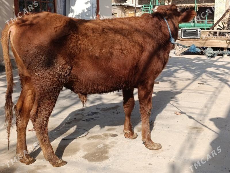 OKUZLER - Türkmenabat - img 7