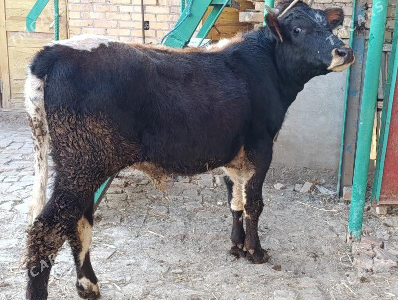 OKUZLER - Türkmenabat - img 4