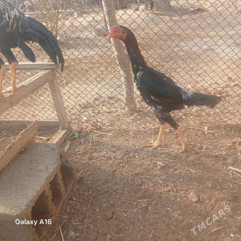 taskent horoz - Ýaşlyk - img 2