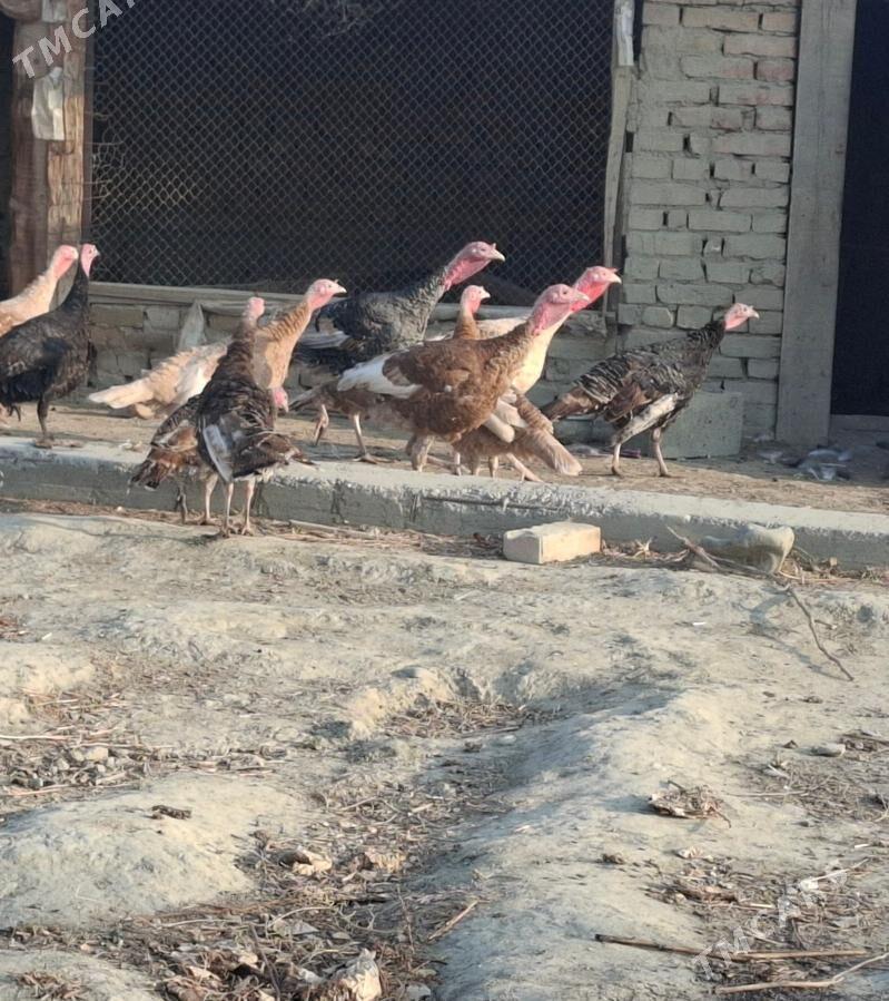 Induk - Бахарден - img 2