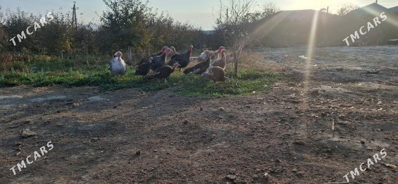 Induk - Бахарден - img 1