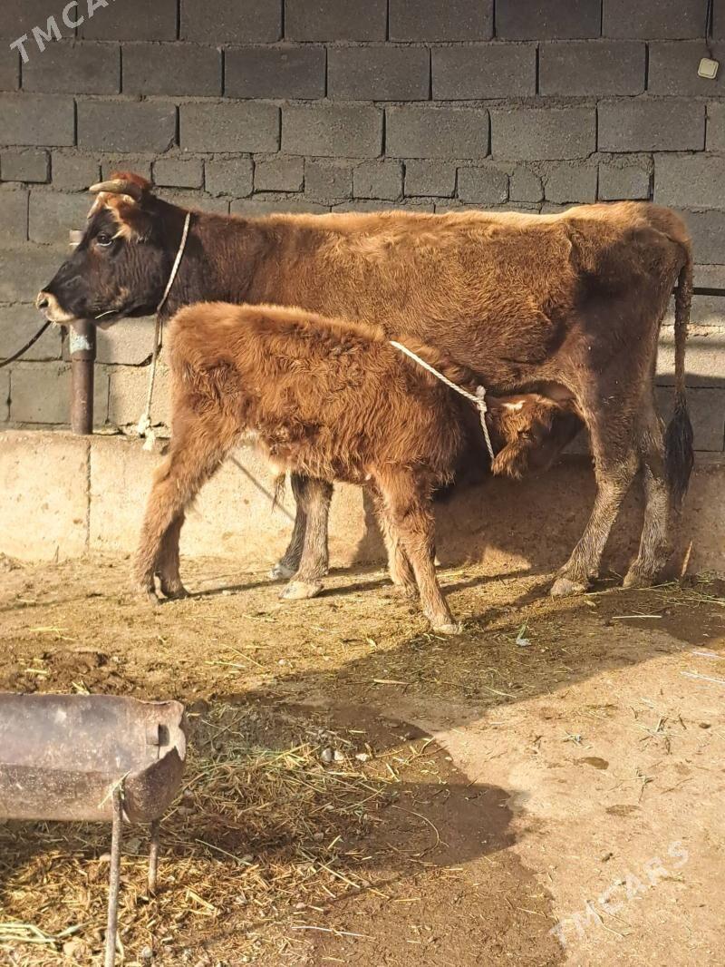 Goleli sygyr - Bäherden - img 1