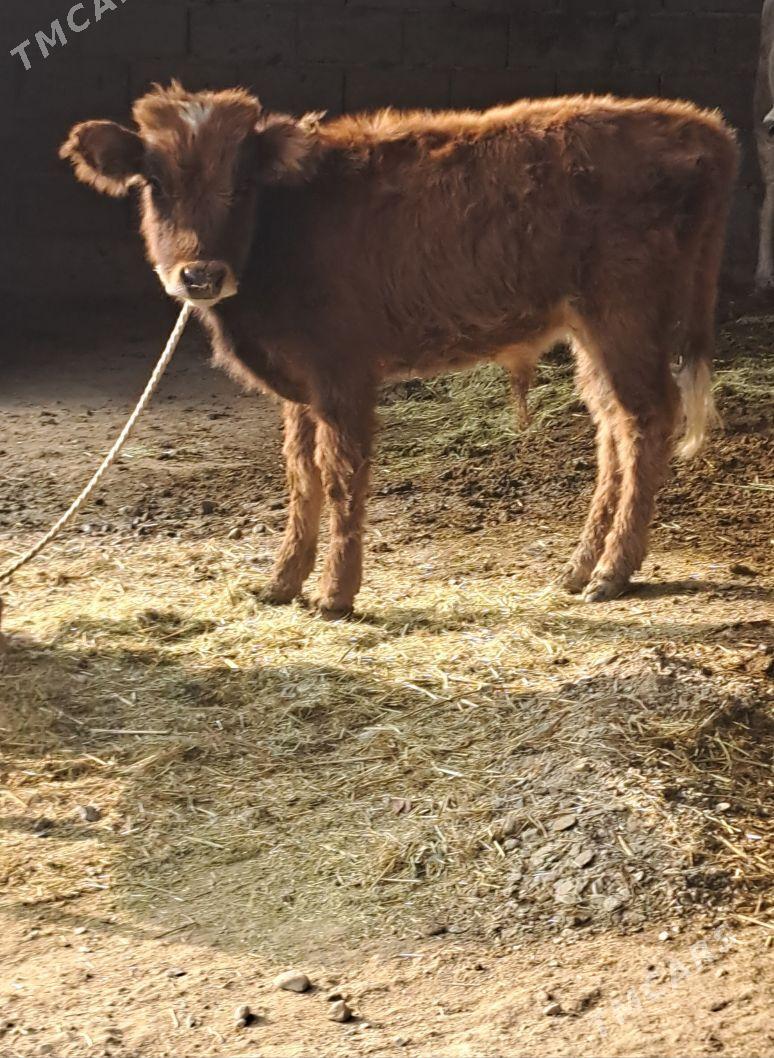 Goleli sygyr - Bäherden - img 9