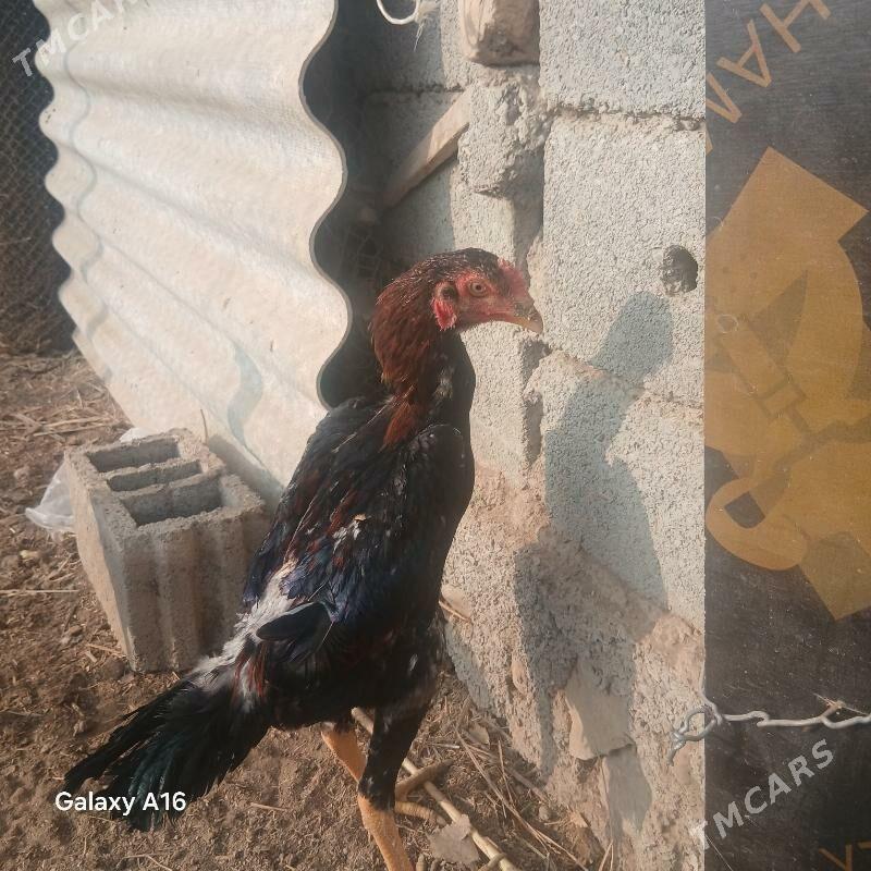 taskent horoz - Ýaşlyk - img 3