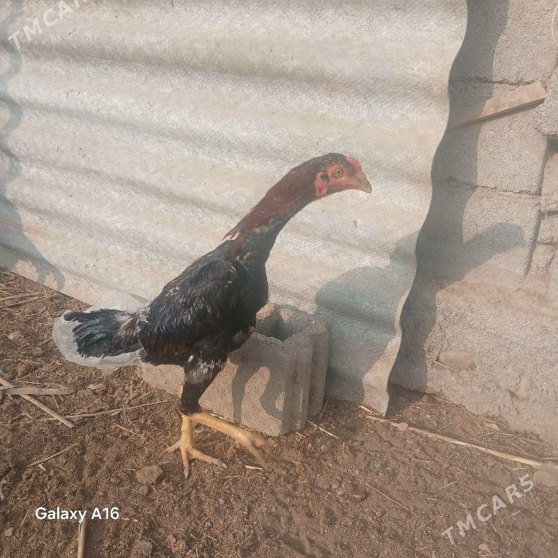 taskent horoz - Ýaşlyk - img 5