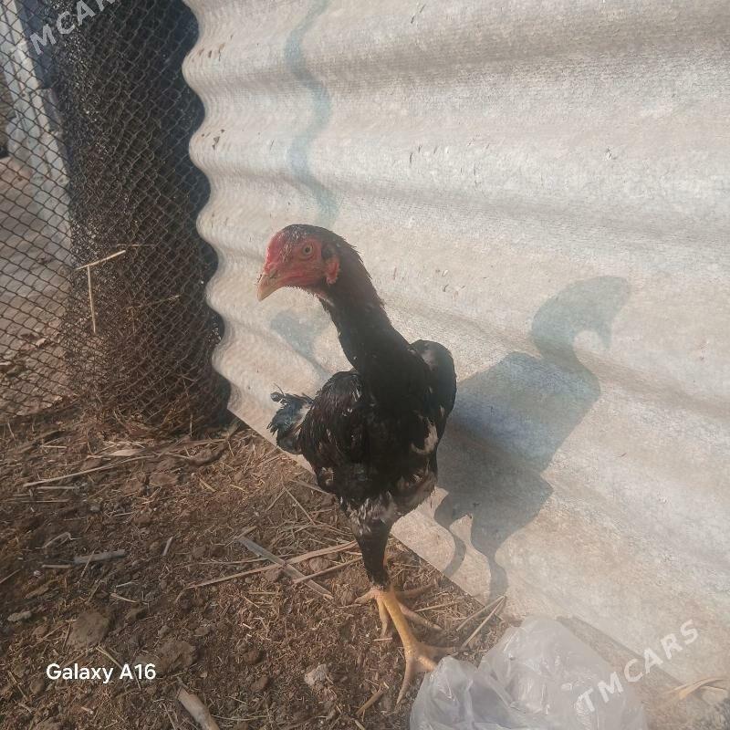 taskent horoz - Ýaşlyk - img 6