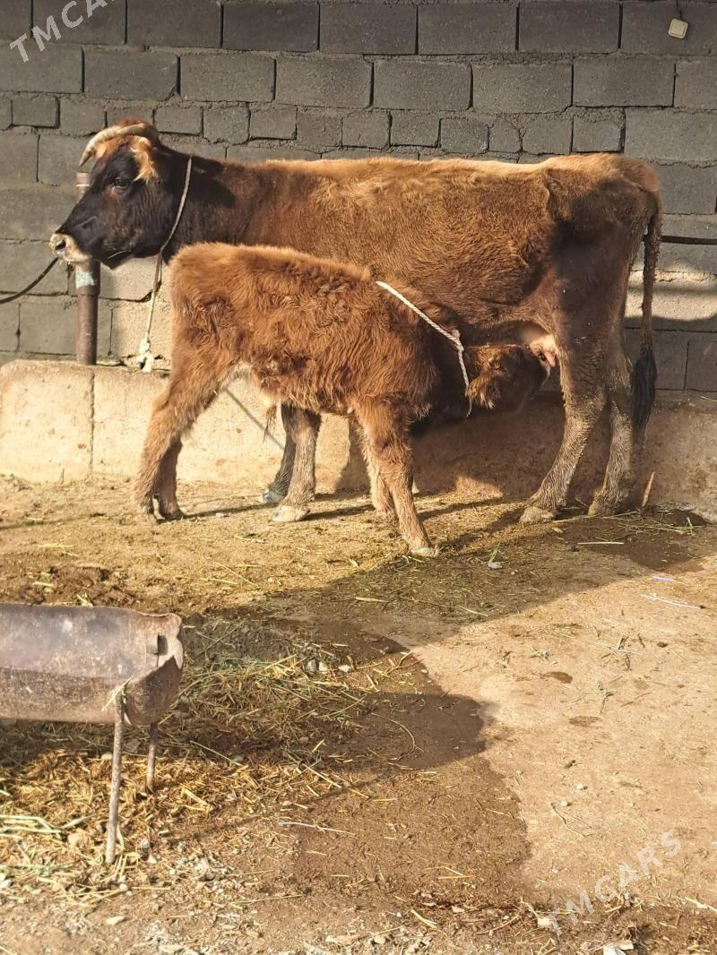 Goleli sygyr - Bäherden - img 2