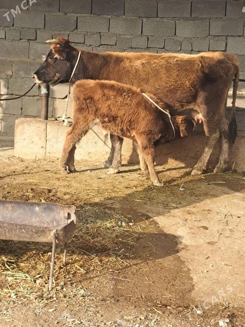 Goleli sygyr - Bäherden - img 3