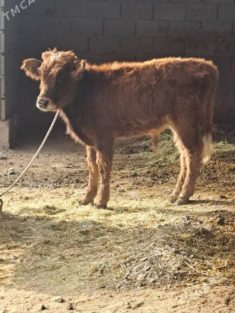 Goleli sygyr - Bäherden - img 6