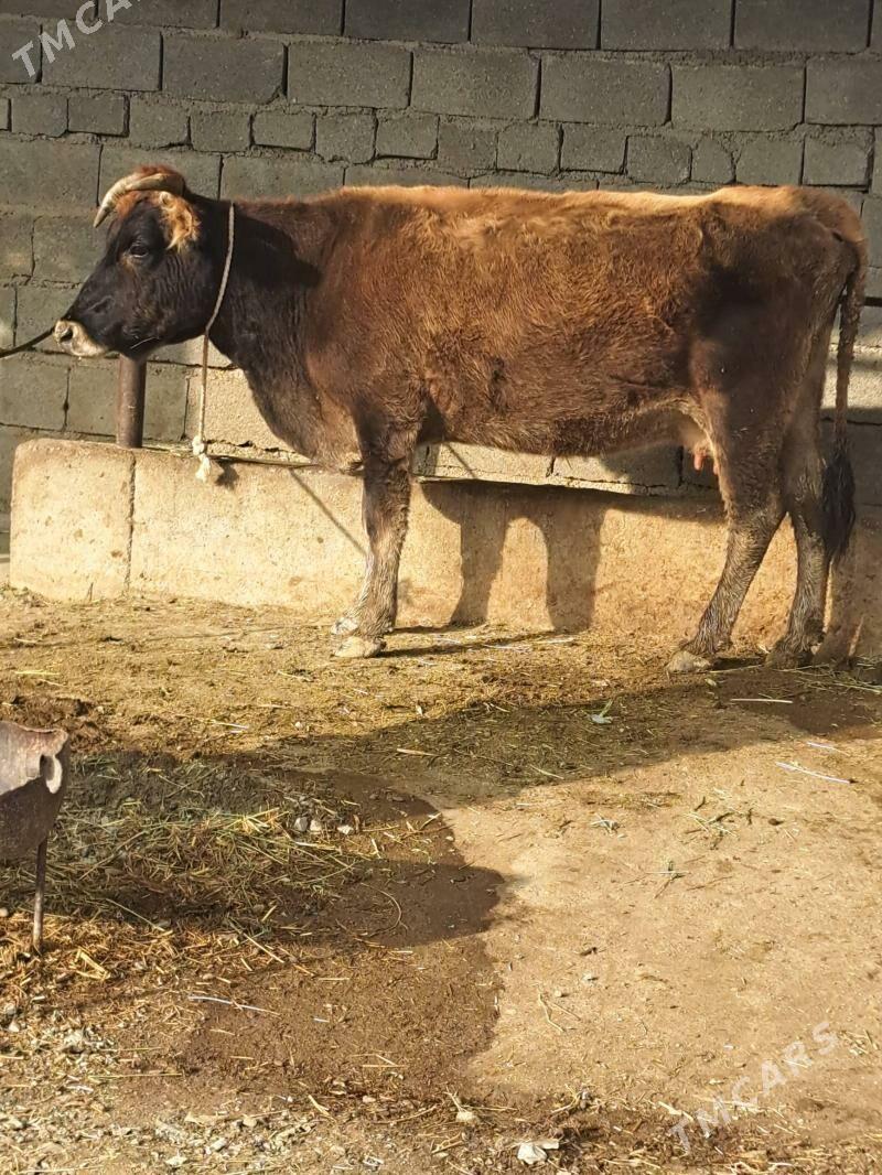 Goleli sygyr - Bäherden - img 4