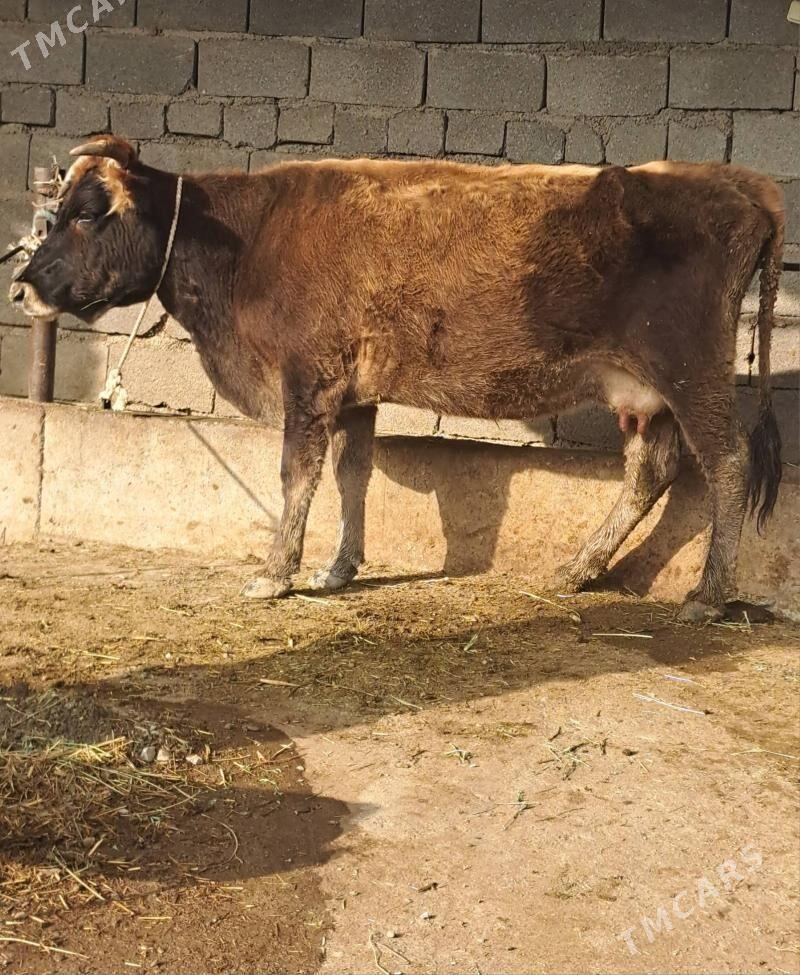 Goleli sygyr - Bäherden - img 5