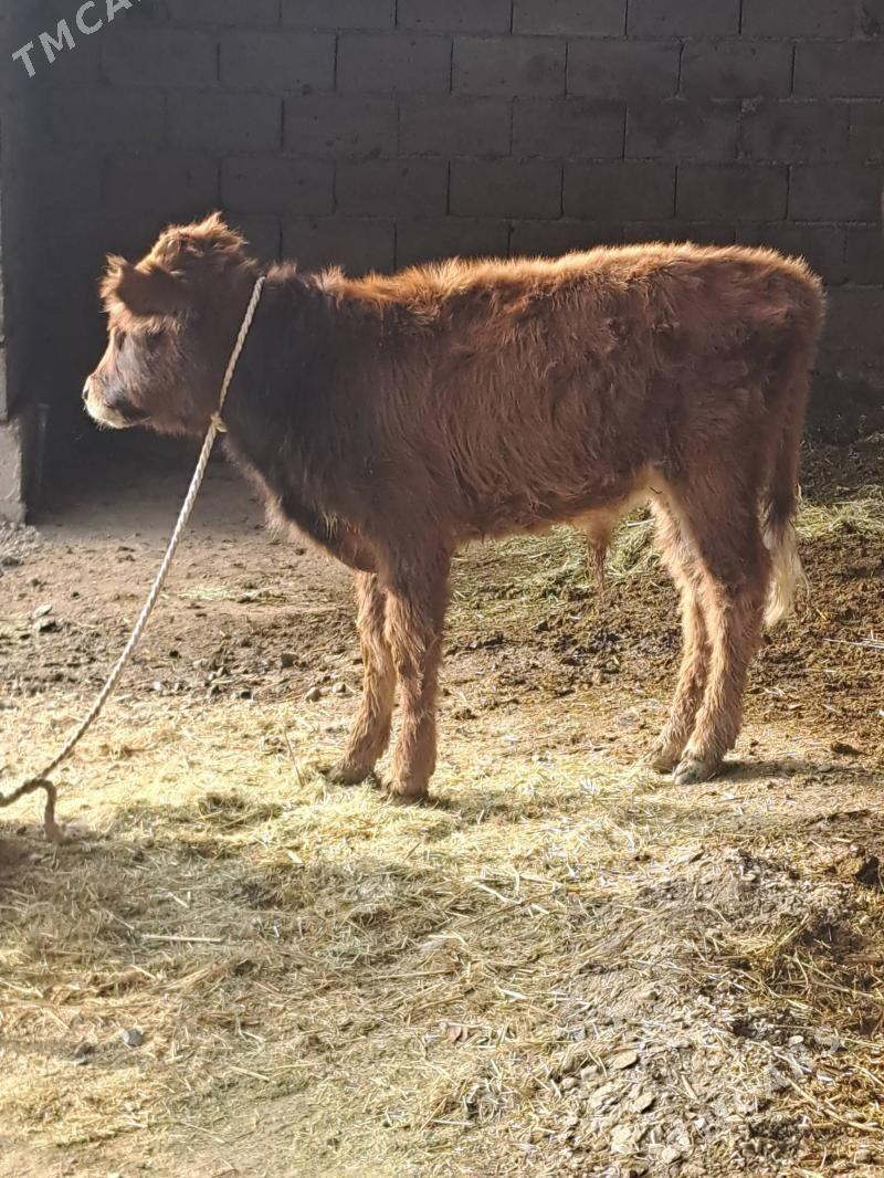 Goleli sygyr - Bäherden - img 7