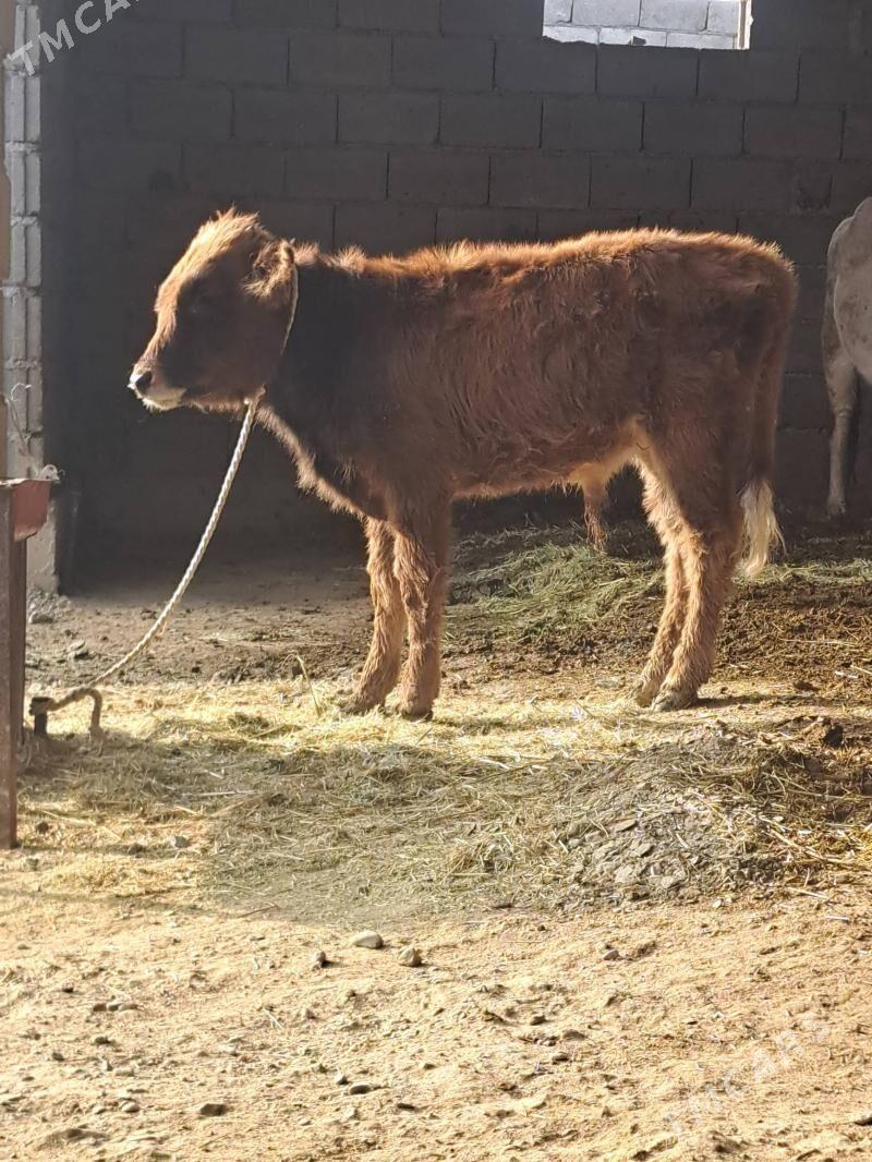 Goleli sygyr - Bäherden - img 8