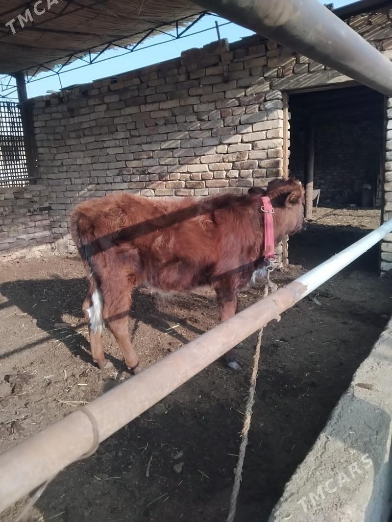 Öküzçe - Mary - img 2