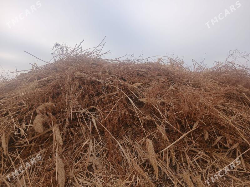 boyan - Boldumsaz - img 1