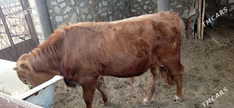 Okuzce - Balkanabat - img 1