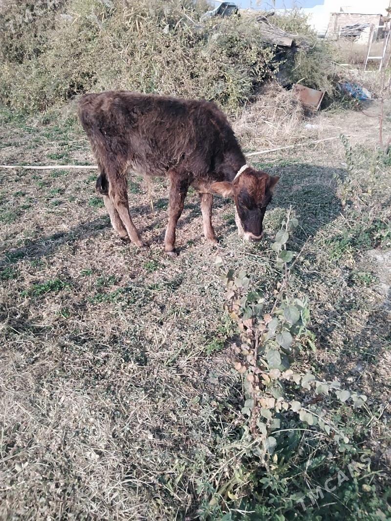 Öküzçe - Mary - img 3