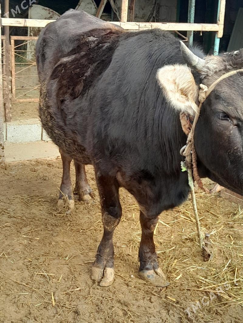 Bakylan sygyr - Gökdepe - img 3