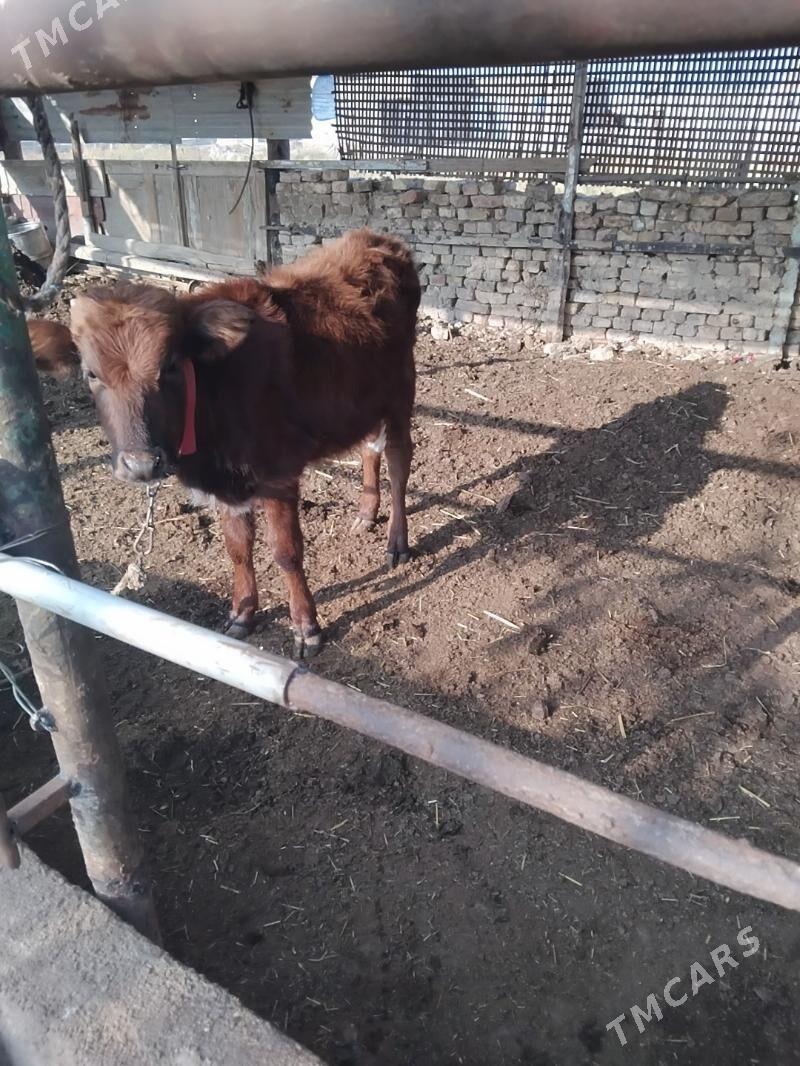 Öküzçe - Mary - img 4