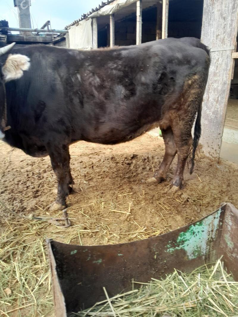 Bakylan sygyr - Gökdepe - img 2