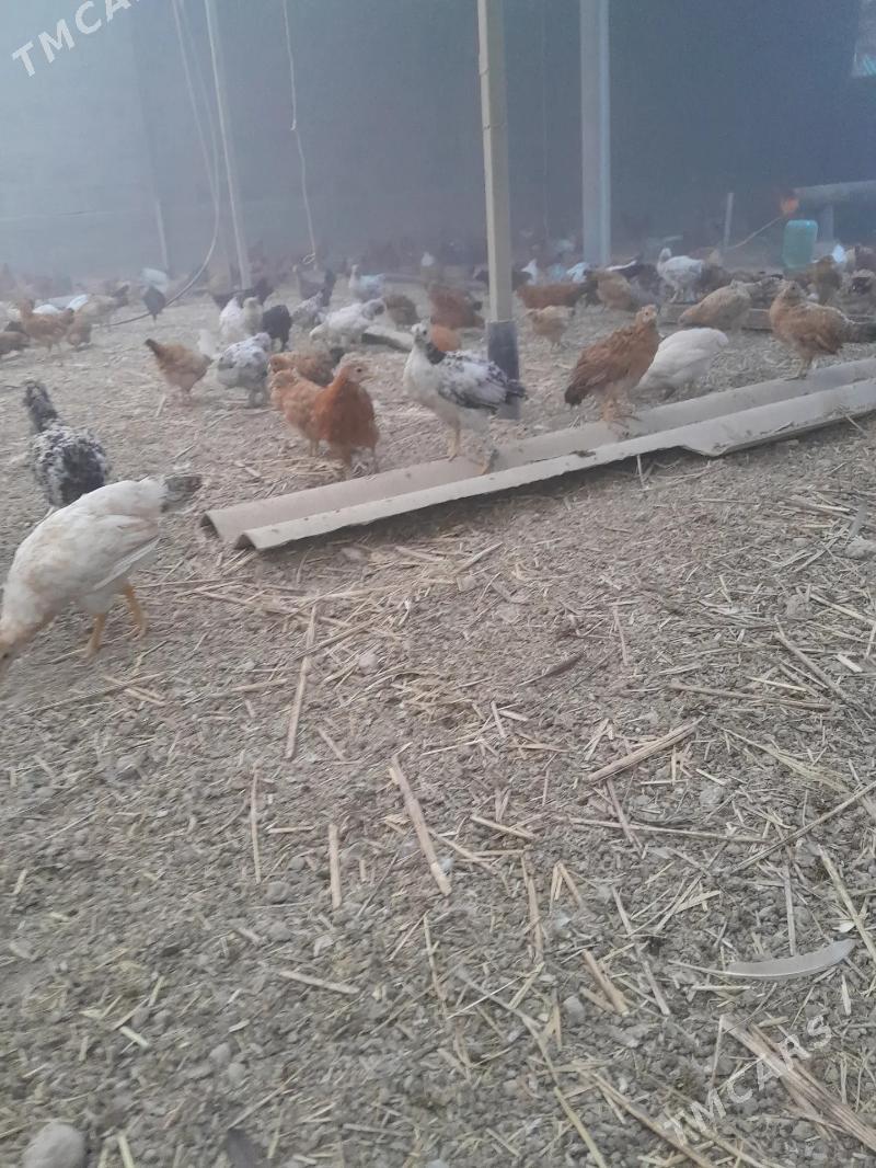 Juyje - Гёкдже - img 4