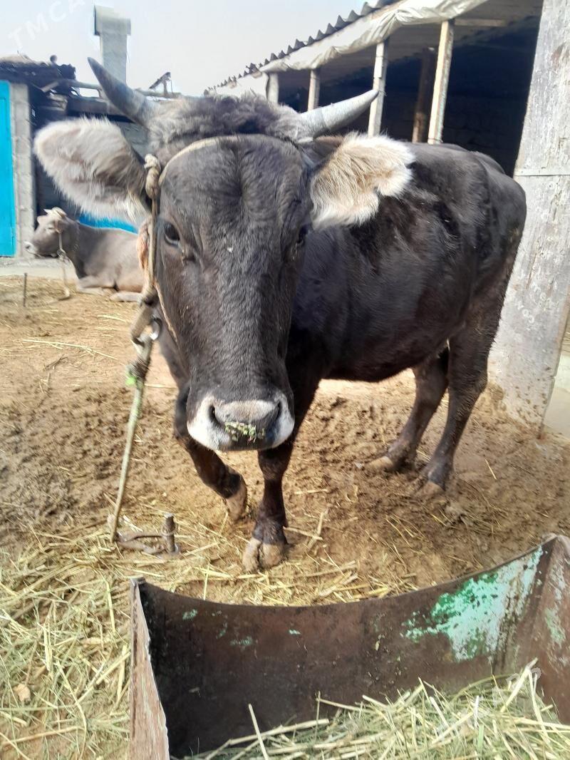 Bakylan sygyr - Gökdepe - img 1