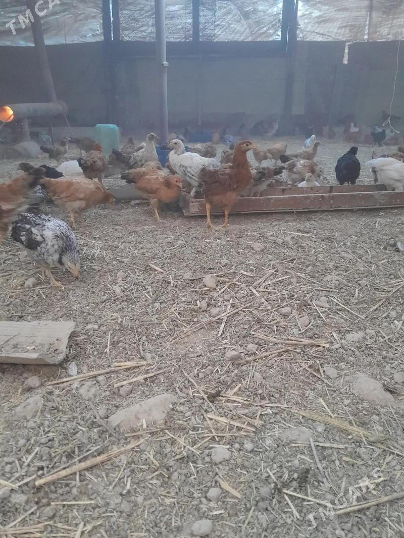 Juyje - Гёкдже - img 1