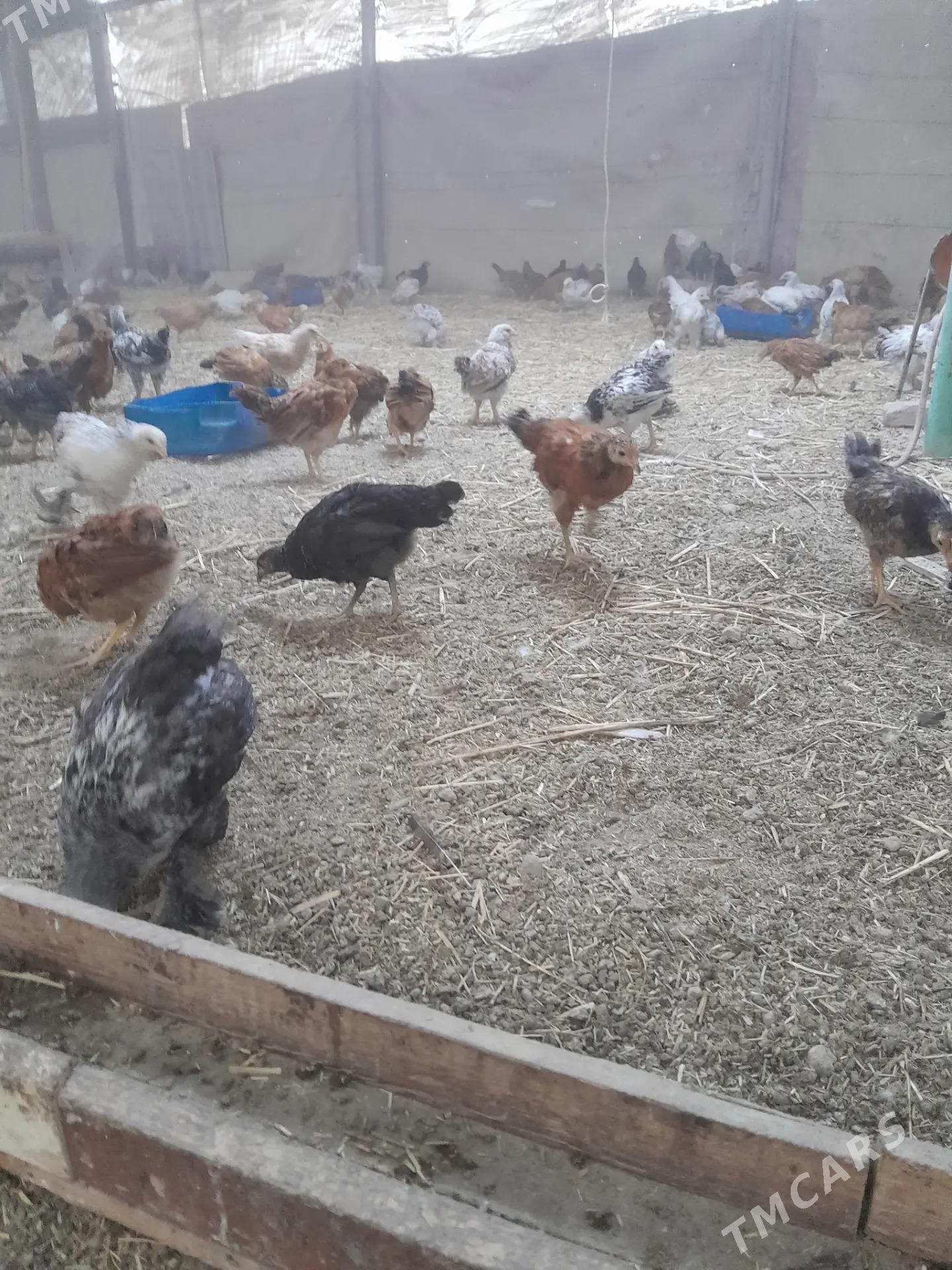 Juyje - Гёкдже - img 2