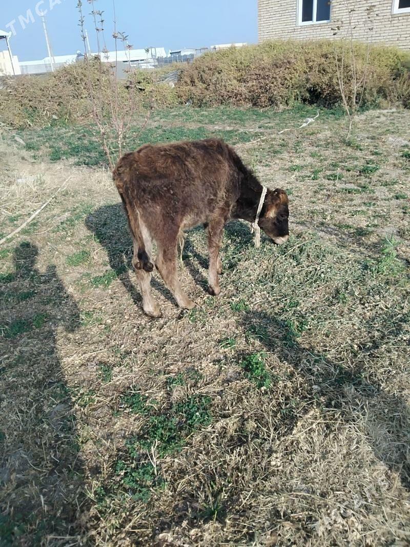 Öküzçe - Mary - img 5