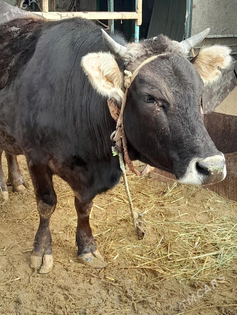 Bakylan sygyr - Gökdepe - img 4