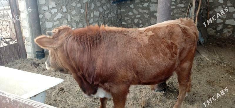 Okuzce - Balkanabat - img 2