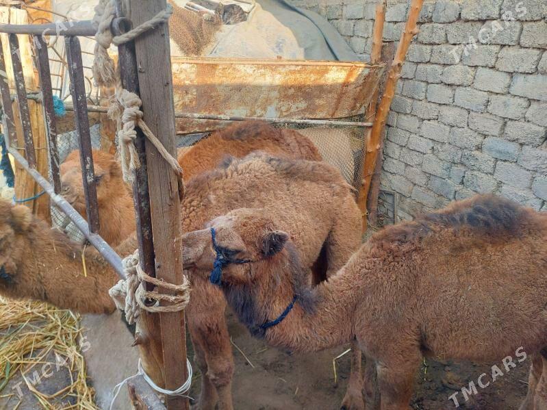 Owşuk - Çoganly - img 2